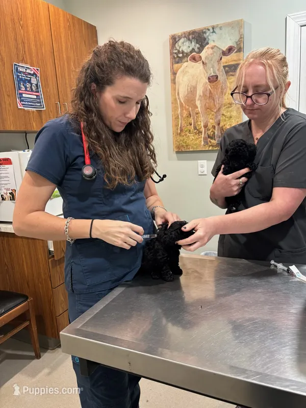 Black female – Poodle - Toy  puppy for sale in Lyons, GA