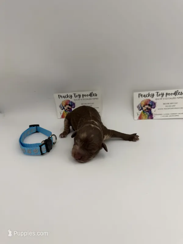 Chocolate merle male – Poodle - Toy  puppy for sale in Lyons, GA