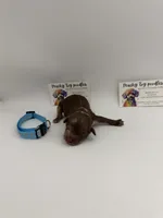 Chocolate merle male, a male Poodle - Toy  for sale in Lyons, GA – 1 of 3