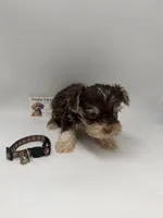 Ckc male TINY, a male Yorkshire Terrier for sale in Lyons, GA – 3 of 5