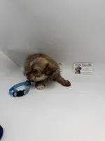 Male CKC TINY, a male Yorkshire Terrier for sale in Lyons, GA – 3 of 3
