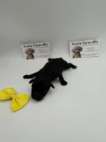 Black female , a female Poodle - Toy  for sale in Lyons, GA – 2 of 3