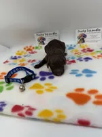 Chocolate Male, a male Poodle - Toy  for sale in Lyons, GA – 2 of 4