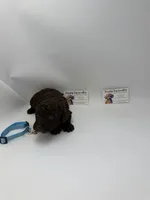 Chocolate Male, a male Poodle - Toy  for sale in Lyons, GA – 2 of 3