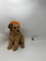 Red female NO DEPOSIT , a female Poodle - Toy  for sale in Lyons, GA – 3 of 5