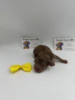 Chocolate Merle Female , a female Poodle - Toy  for sale in Lyons, GA – 3 of 4