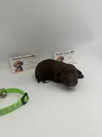 Chocolate male 2, a male Poodle - Toy  for sale in Lyons, GA – 5 of 5