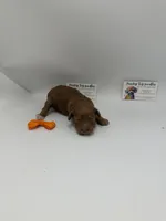 Red Female, a male Poodle - Toy  for sale in Lyons, GA – 3 of 3