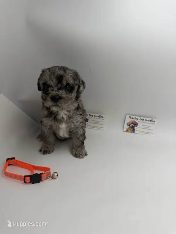 Merle male – Poodle - Toy  puppy for sale in Lyons, GA