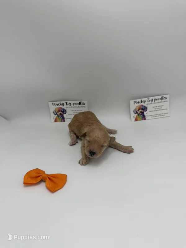 Female – Poodle - Toy  puppy for sale in Lyons, GA