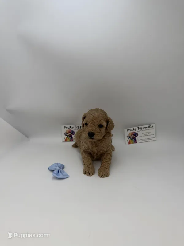 Female – Poodle - Toy  puppy for sale in Lyons, GA