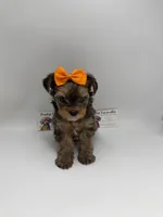 Ckc Female, a female Yorkshire Terrier for sale in Lyons, GA – 2 of 3