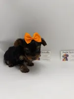 TINY  Female CKC, a female Yorkshire Terrier for sale in Lyons, GA – 4 of 5