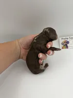Chocolate merle male, a male Poodle - Toy  for sale in Lyons, GA – 3 of 3