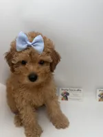 Red female NO DEPOSIT , a female Poodle - Toy  for sale in Lyons, GA – 1 of 5