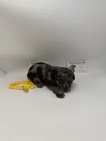 Merle male, a male Poodle - Toy  for sale in Lyons, GA – 2 of 4
