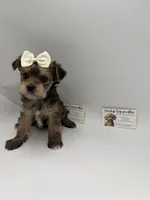 Female CLC, a female Yorkshire Terrier for sale in Lyons, GA – 2 of 3