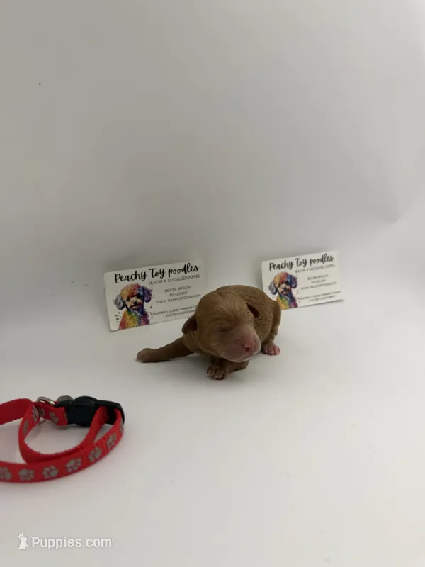 Red male – Poodle - Toy  puppy for sale in Lyons, GA