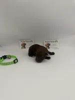 Chocolate male 2, a male Poodle - Toy  for sale in Lyons, GA – 3 of 5