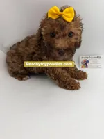 Sassy - CKC, a female Poodle - Toy  for sale in Lyons, GA – 2 of 3