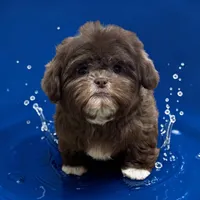 Male chocolate, a male Shih Tzu for sale in Lyons, GA – 2 of 2
