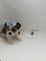 Female, a female Yorkshire Terrier for sale in Lyons, GA – 1 of 3
