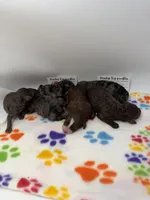 Merle female , a female Poodle - Toy  for sale in Lyons, GA – 5 of 5