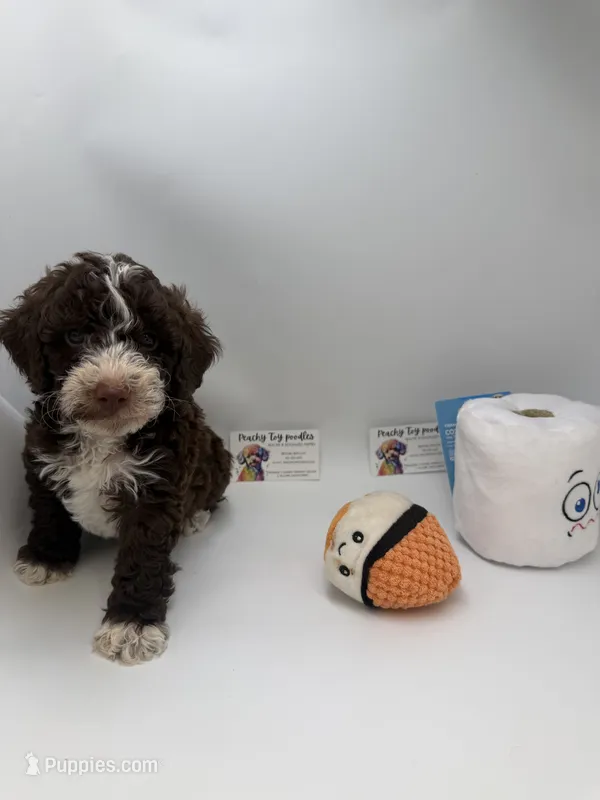 Chocolate tuxedo mayo – Poodle - Toy  puppy for sale in Lyons, GA