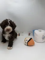 Chocolate tuxedo mayo, a male Poodle - Toy  for sale in Lyons, GA – 1 of 3