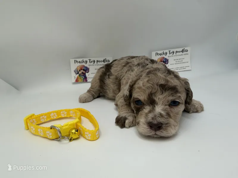 Chocolate merle male  – Poodle - Toy  puppy for sale in Lyons, GA