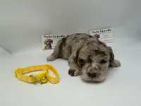 Chocolate merle male , a male Poodle - Toy  for sale in Lyons, GA – 1 of 3