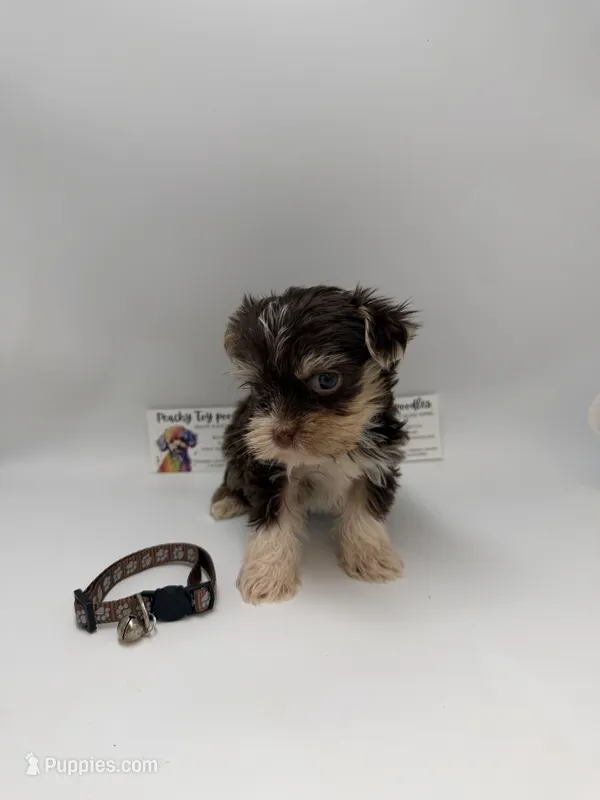 Ckc male TINY – Yorkshire Terrier puppy for sale in Lyons, GA