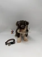 Ckc male TINY, a male Yorkshire Terrier for sale in Lyons, GA – 1 of 5