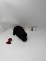 Black female, a female Poodle - Toy  for sale in Lyons, GA – 1 of 3