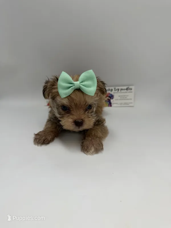 TINY CKC Female – Yorkshire Terrier puppy for sale in Lyons, GA