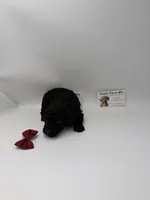 Black female, a female Poodle - Toy  for sale in Lyons, GA – 3 of 3