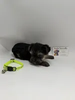 Male ckc, a male Yorkshire Terrier for sale in Lyons, GA – 2 of 4