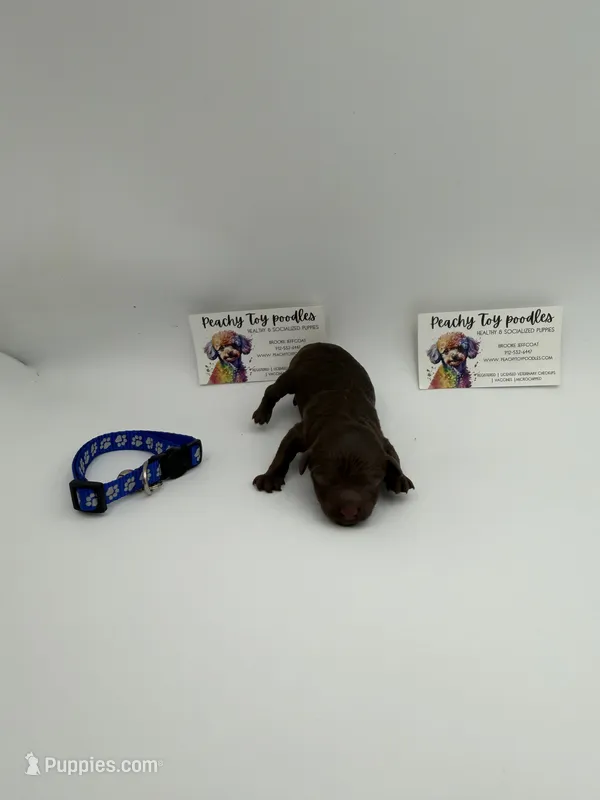 Chocolate male  – Poodle - Toy  puppy for sale in Lyons, GA