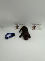 Chocolate male , a male Poodle - Toy  for sale in Lyons, GA – 1 of 3