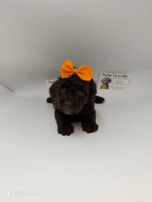 Chocolate Female – Poodle - Toy  puppy for sale in Lyons, GA