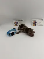 Chocolate merle male , a male Poodle - Toy  for sale in Lyons, GA – 1 of 3