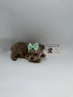 TINY CKC Female, a female Yorkshire Terrier for sale in Lyons, GA – 3 of 4