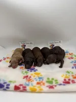 Female Chocolate, a female Poodle - Toy  for sale in Lyons, GA – Photo 4 of 4