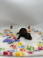 Female Chocolate, a female Poodle - Toy  for sale in Lyons, GA – Photo 3 of 4