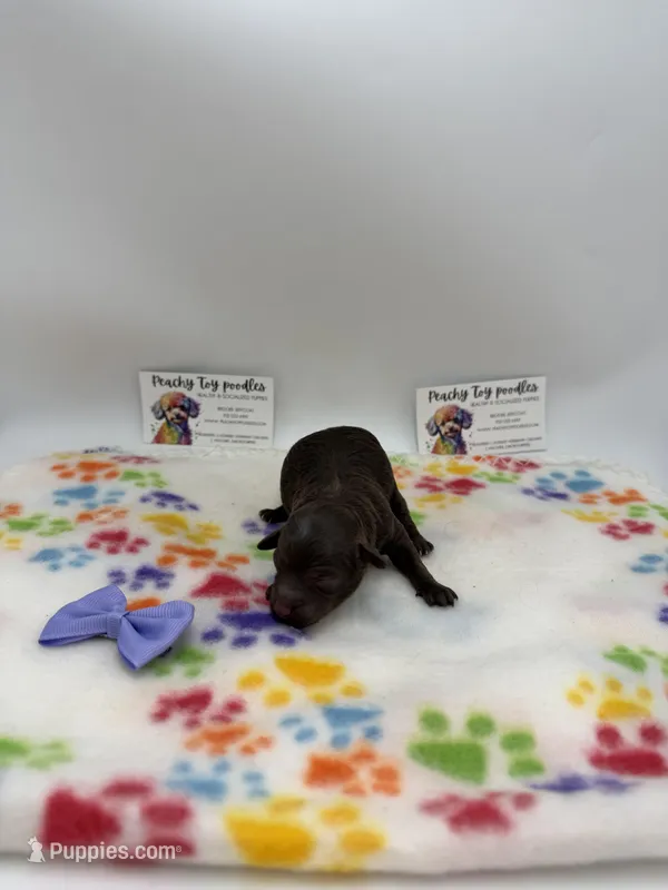Female Chocolate – Poodle - Toy  puppy for sale in Lyons, GA
