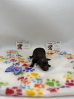 Female Chocolate, a female Poodle - Toy  for sale in Lyons, GA – Photo 2 of 4