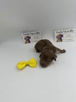 Chocolate Merle Female , a female Poodle - Toy  for sale in Lyons, GA – 2 of 4