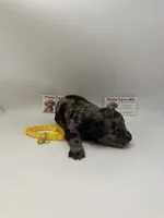 Merle male, a male Poodle - Toy  for sale in Lyons, GA – 4 of 4