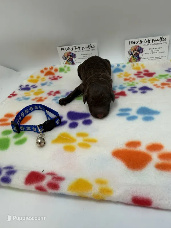 Chocolate Male – Poodle - Toy  puppy for sale in Lyons, GA