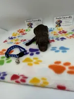 Chocolate Male, a male Poodle - Toy  for sale in Lyons, GA – 1 of 4